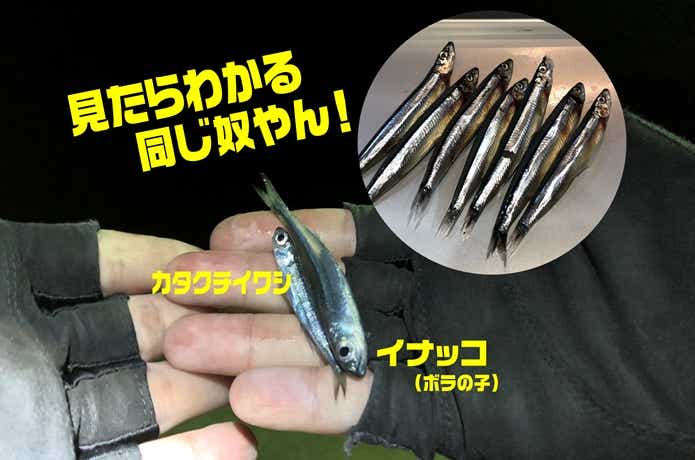 エサ巻きエギングで検証!意外な結果が出たのはスーパーでも エサ巻きエギングで検証!意外な結果が出たのはスーパーでも