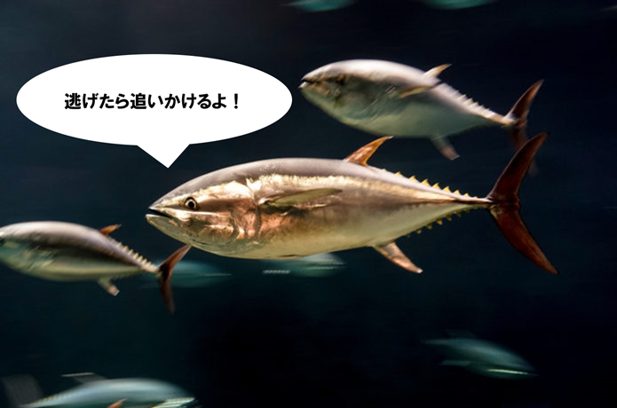 マグロの画像