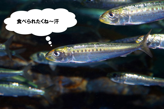 イワシの画像