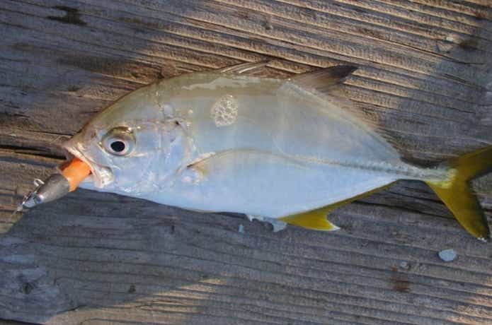 ローリングベイト55　マイクロベイトチューン　メッキ