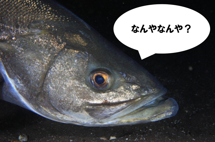 シーバスの画像