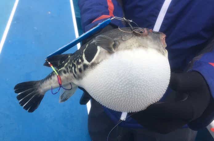 タチウオジギングの画像
