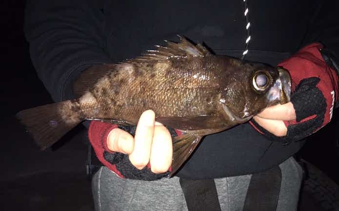 ローリングベイト55　マイクロベイトチューン　メバル