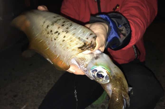 エギ王LIVEでアオリイカを釣る