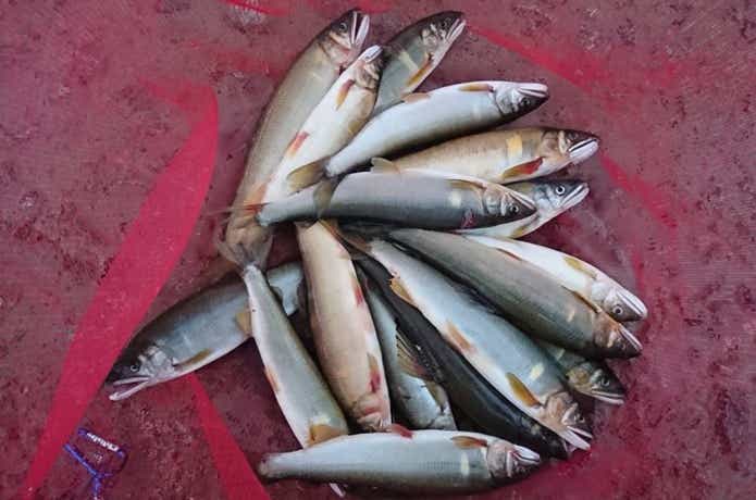 鮎釣りの画像