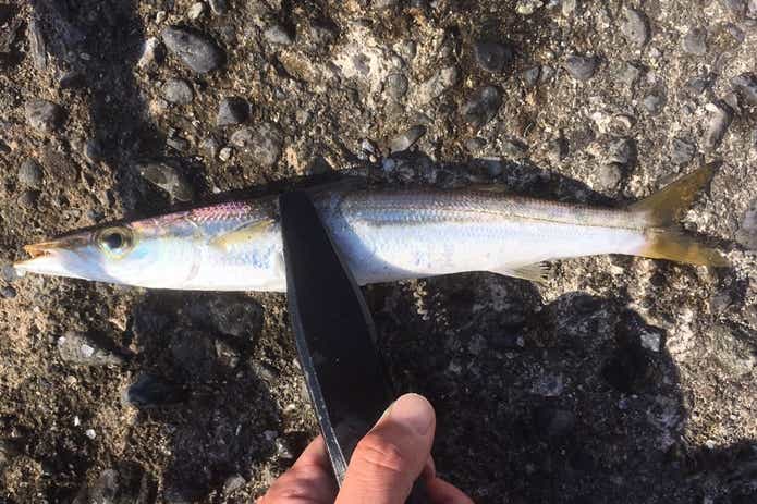 ローリングベイト55　マイクロベイトチューン　カマス