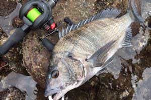チニングで釣った黒鯛