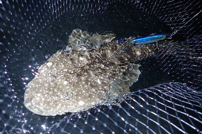 サーフで釣ったマゴチ
