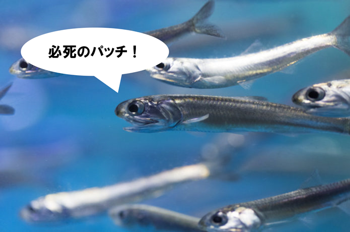 イワシの画像