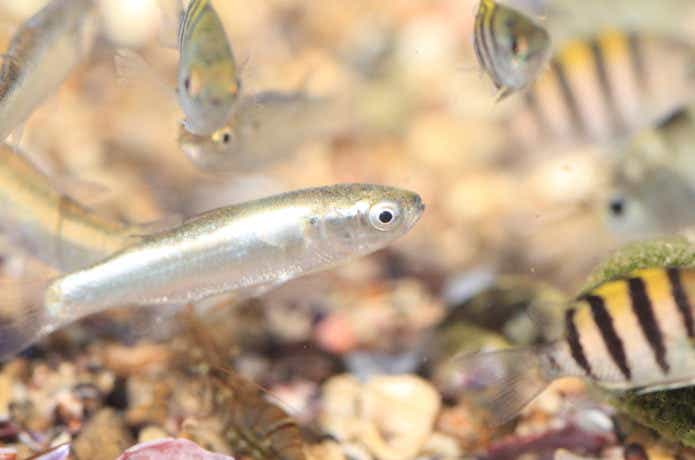 ローリングベイト55　マイクロベイトチューンでハクパターンを攻略