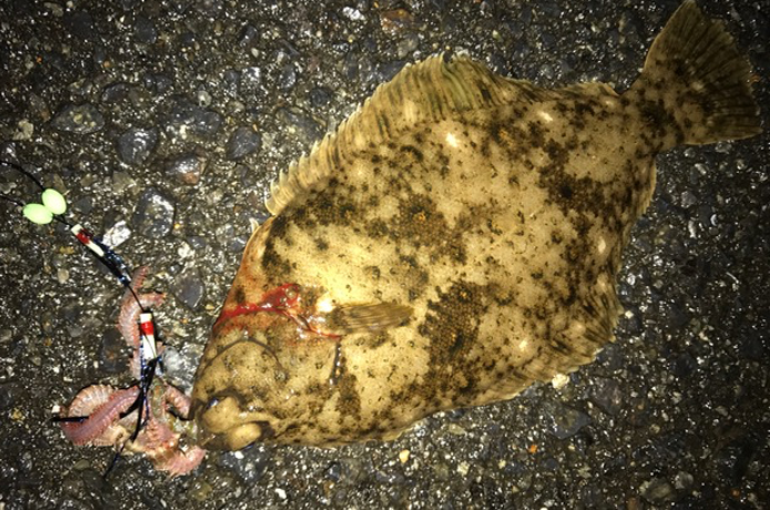 カレイ釣りの画像