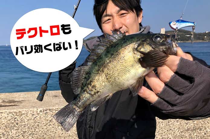 スピンソニックでの釣果