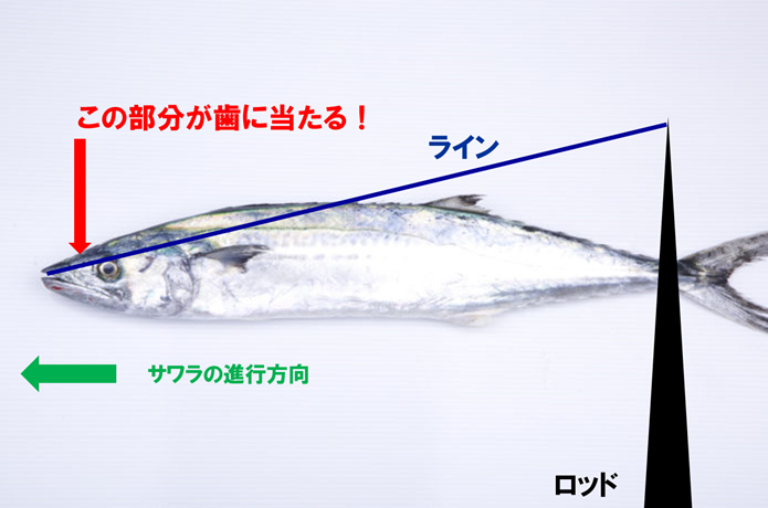 サワラの画像