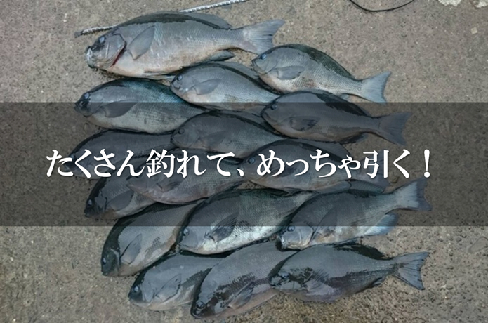 メジナ釣りの釣果