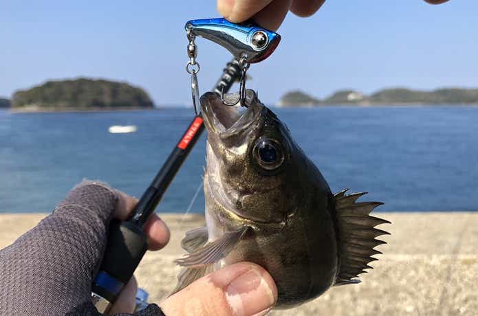 スピンソニックでの釣果