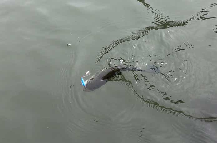 スピンソニックでの釣果