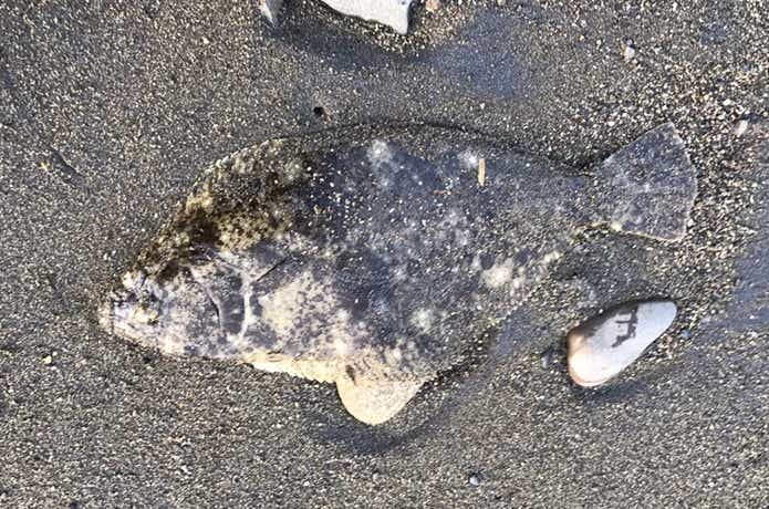 ヒラメの画像