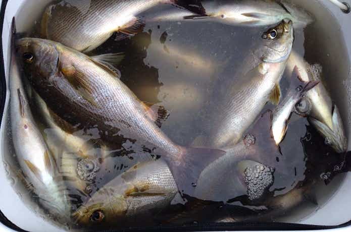 釣りの画像