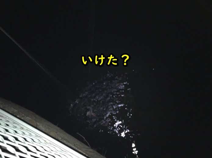 ダイワ　ルアーキャッチャー