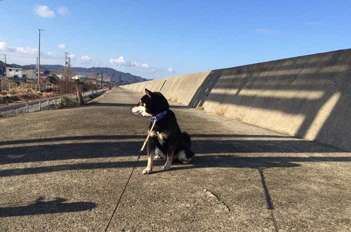 犬の画像