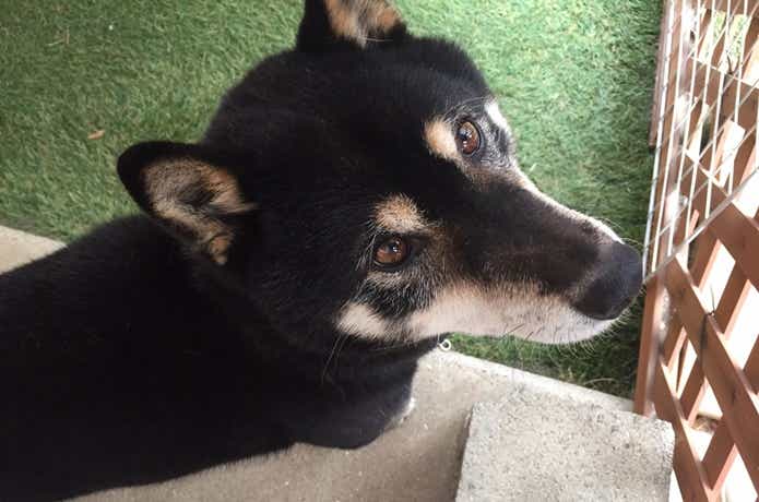 フグを食べた柴犬