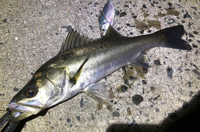 泳がせ釣りの画像