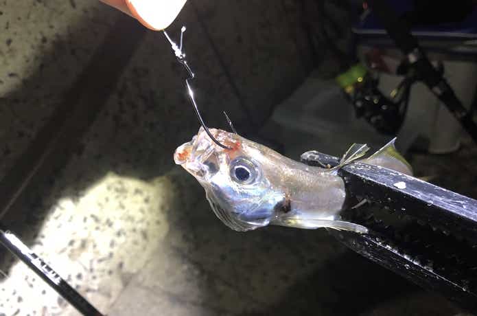 泳がせ釣りの画像