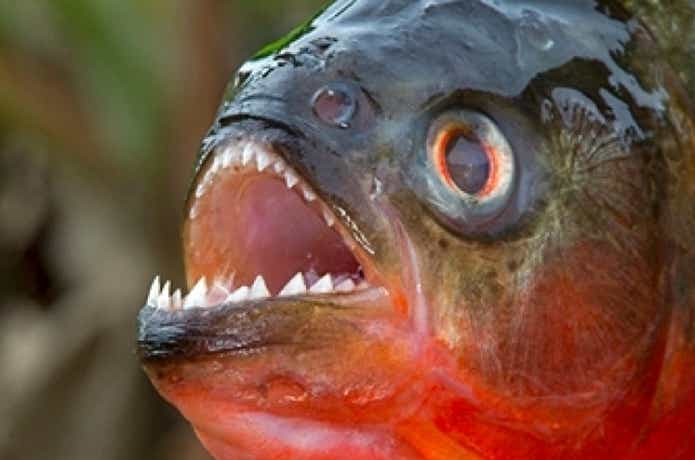 ピラニア1000匹やって来る】最恐の釣りイベントが再来