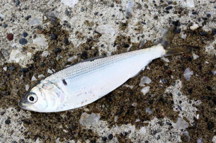 リリースしたらモッタイナイ！“地域的に好まれる”美味しい魚を特集