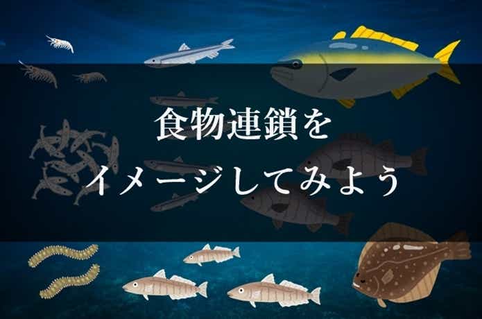 食物連鎖のイメージ