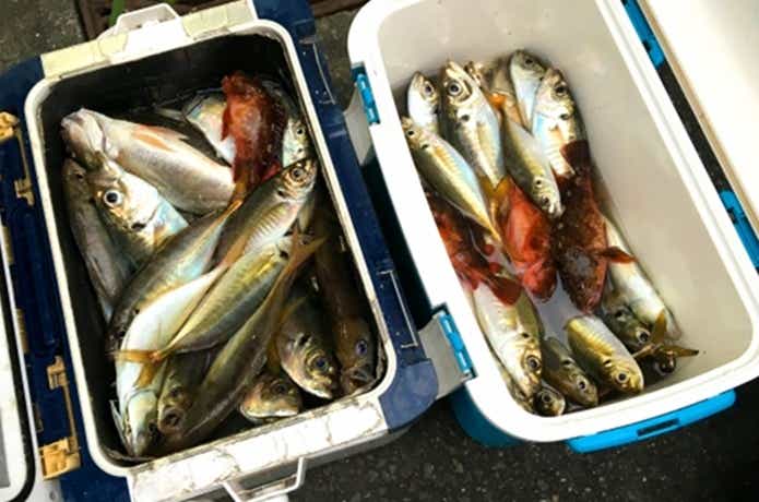 5月の魚