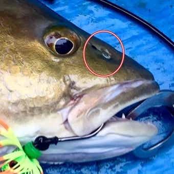 魚　嗅覚
