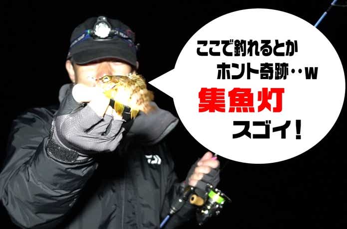 メバルの釣果
