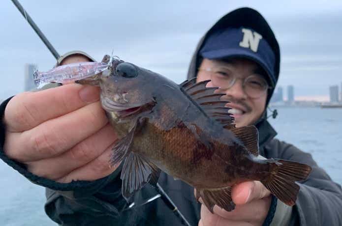 メバリングの画像