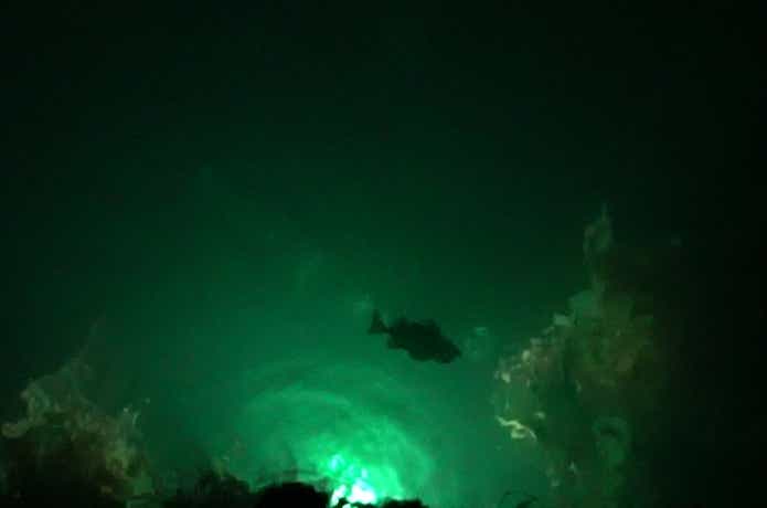 集魚灯に寄ってきた魚