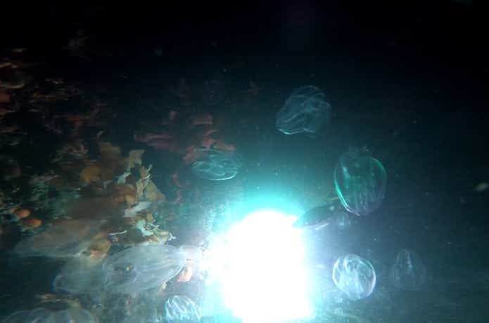海中の集魚灯