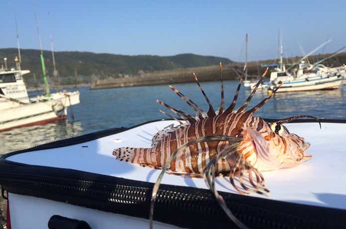 磯釣りの画像
