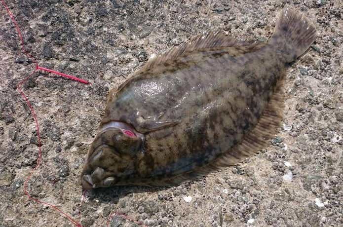 ちょい投げの画像