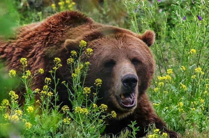 クマの写真