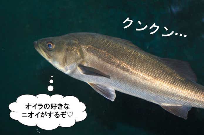 シーバス