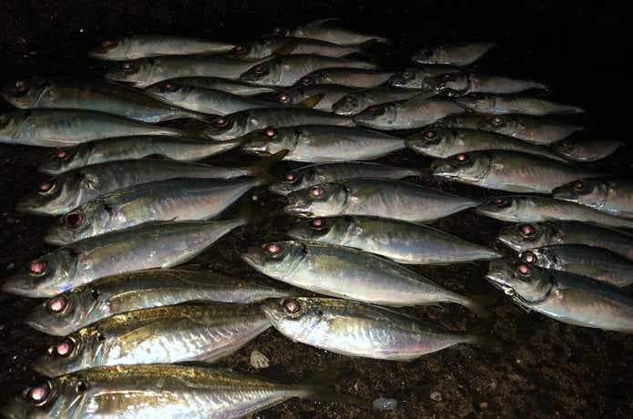 サビキ釣りの画像