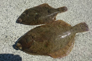 カレイ釣りの画像