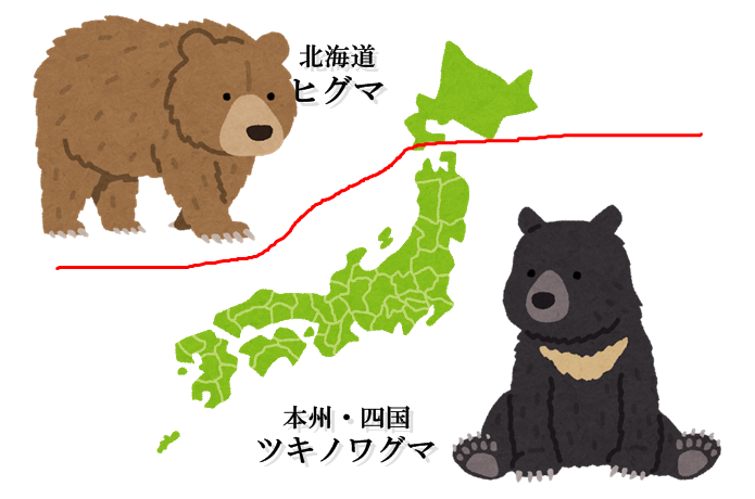 熊の分布