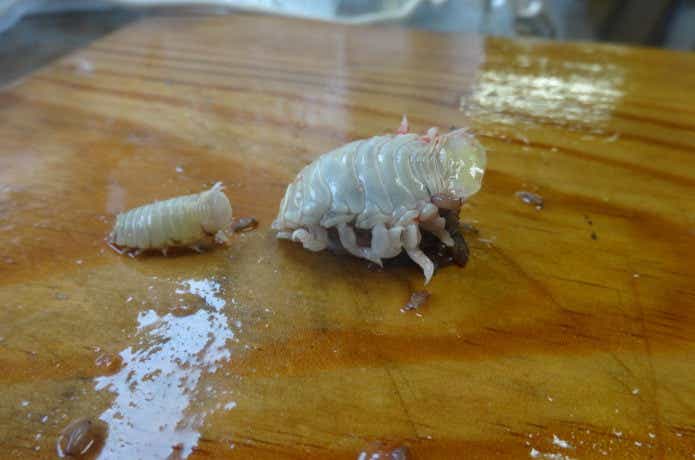 タイノエ