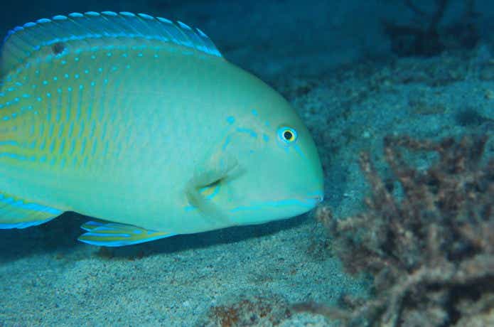 沖縄三大高級魚の画像