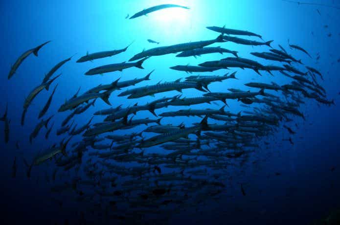 魚の群れ