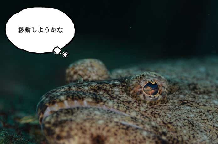魚