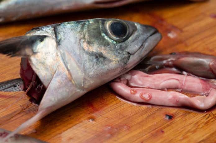 寄生虫がついた魚
