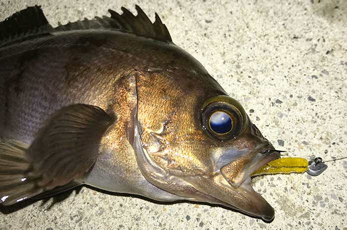 メバル