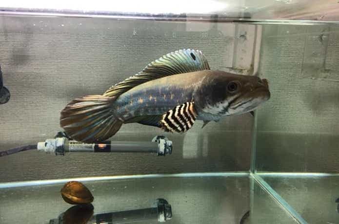雷魚